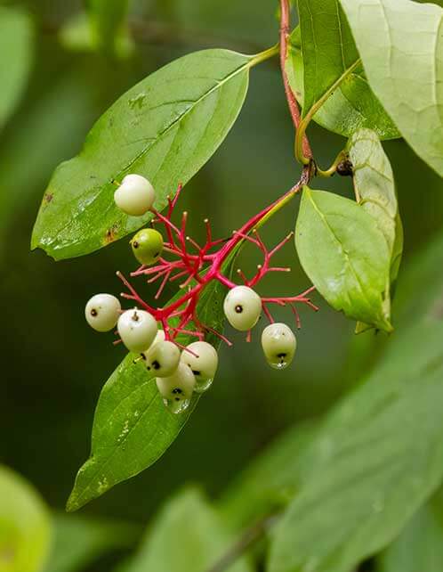 Gray Dogwood