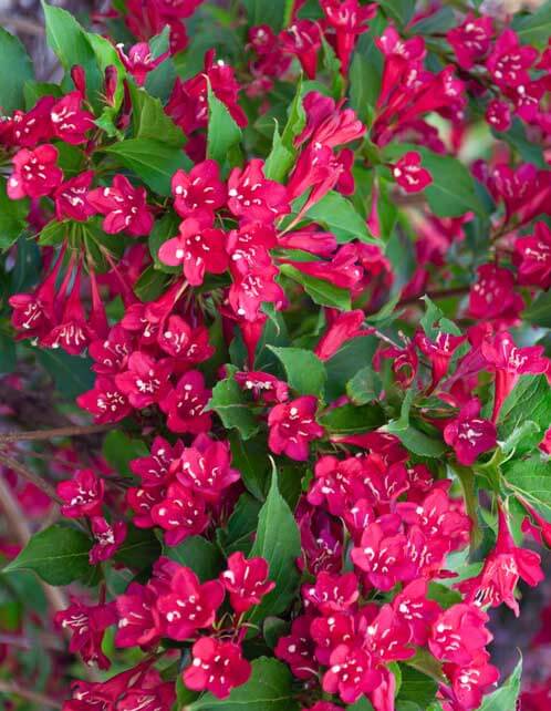 Red Weigela