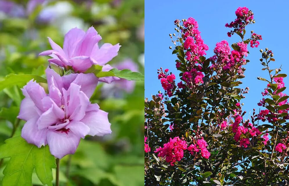 rose of sharon vs crape myrtle