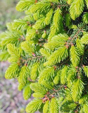 Birds Nest Spruce