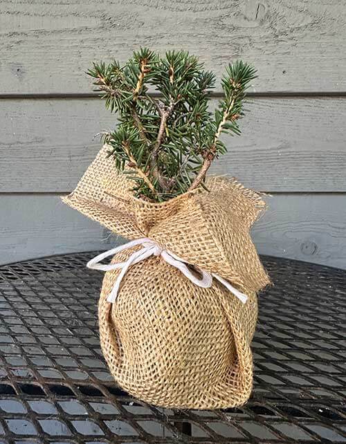 Birds Nest Spruce