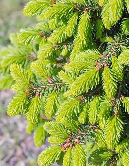 Birds Nest Spruce