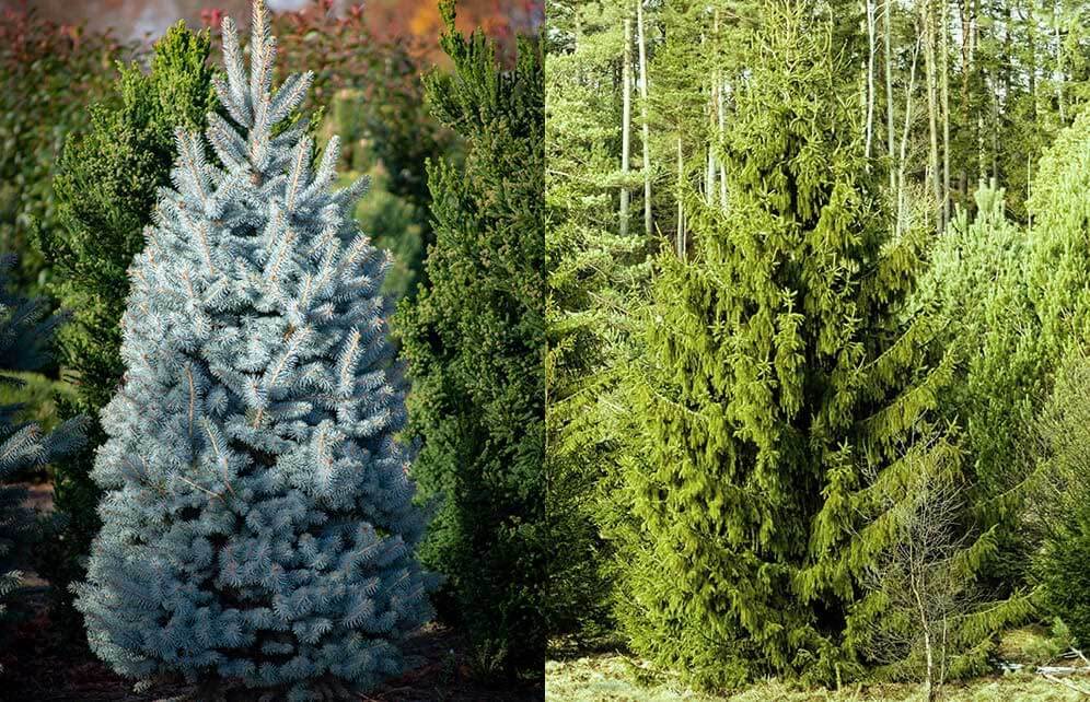 Spruces